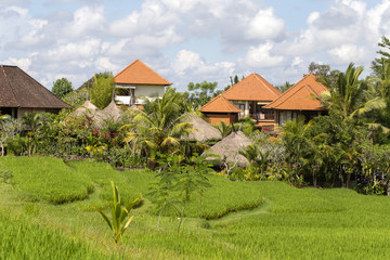 Fototapeta na wymiar Tropical house with a tiled roof among rice fields. Bali, Ubud, Indonesia