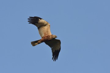 Eurasian marsh harrier
