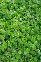 Fototapeta na wymiar Green living natural small plants herbal carpet with drops of water after the rain