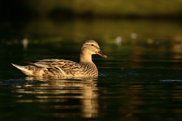 Duck
