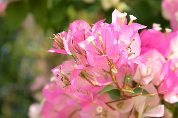 Bougainvillea flower Phong Phra