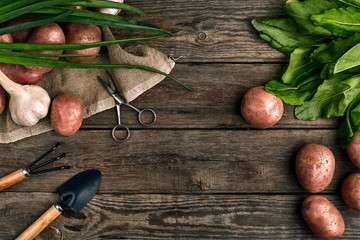 Red potatoes on burlap, garlic with greenery and a garden spade and rake on a wooden brown...