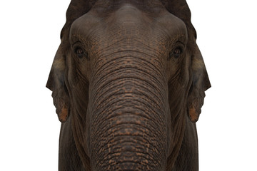 Fototapeta premium elephant isolated on white background - clipping paths