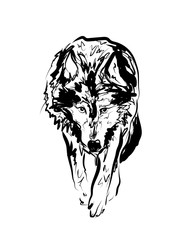 Vector sketch walking wolf