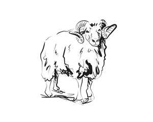 Naklejka premium Vector sketch of ram