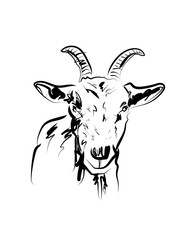 Vector sketch of goat head