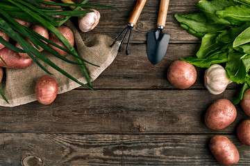Red potatoes on burlap, garlic with greenery and a garden spade and rake on a wooden brown...