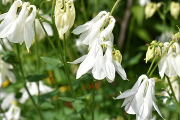 Obraz premium beautiful flowers white bells close up on a soft blurred green background of leaves and grass