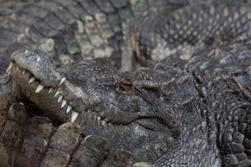 closeup of a crocodile