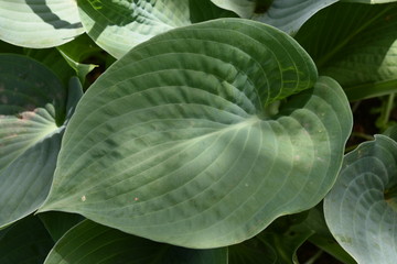 Obraz premium a beautiful decorative plant of a close-up with large green leaves