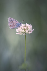 Papillon Azuré - Argus bleu