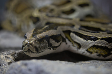 Fototapeta premium close - up of a python snake.