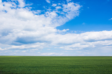 Fototapeta na wymiar Landscape, large green field and blue sky with clouds