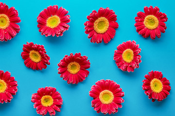 Spring flowers pattern isolated on a blue background. Gerbera daisy flower petals viewed directly...