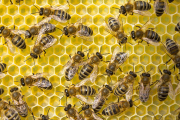 Bees build honeycombs. Work in a team.