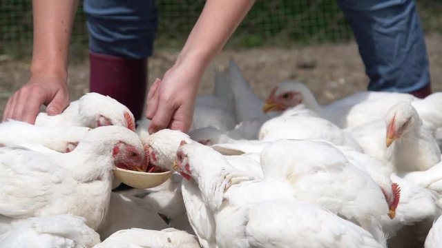 Woman farmer feeds chicken on organic poultry farm. 