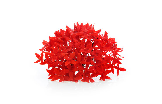Ixora flower on white background.