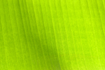 close up green banana leave