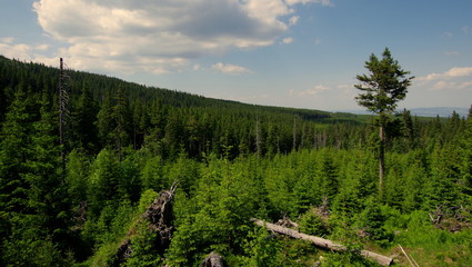 Piękny zielony las w Karkonoszach, górach idealnych na weekendowe wycieczki © Konrad_elx