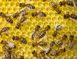 Bees build honeycombs. Work in a team.