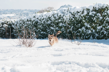 cane che gioca e corre in un giardino innevato a campobasso, molise