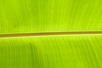 close up green banana leave