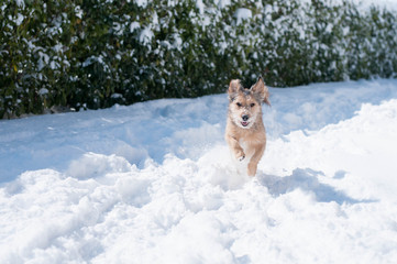 cane che gioca e corre in un giardino innevato a campobasso, molise