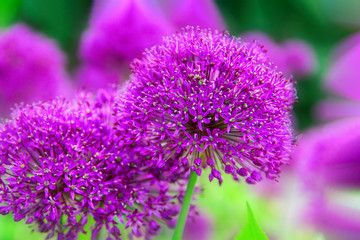 Globe-like flower-heads vibrant purple flower Onion Allium, garden, nature, spring. .