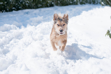 cane che gioca e corre in un giardino innevato a campobasso, molise