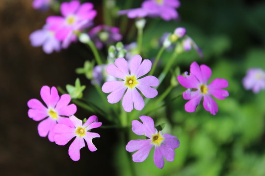 Flores