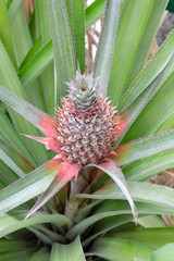 Pineapple on tree