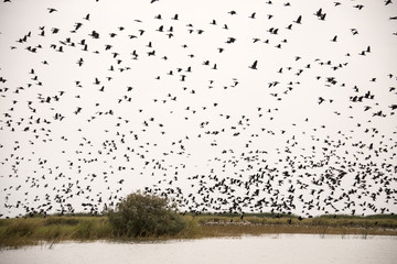 Dendrocygne veuf,.Dendrocygna viduata, White faced Whistling Duck, Parc national des oiseaux du...