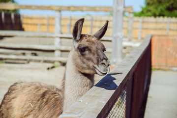 Naklejka premium lama at zoo close up. sunny day