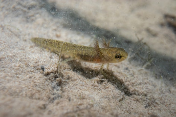 Underwater photo of a Triton larva swimming in a pond