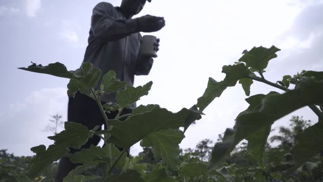 African Farmer Tends His Crops