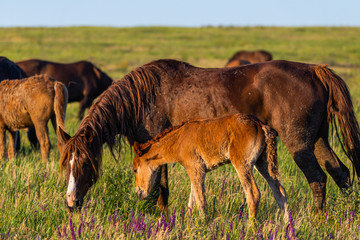 Naklejka na ściany i meble Wild horses graze in the meadow at sunset