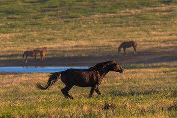 Obraz na płótnie Canvas Wild horses graze in the meadow at sunset