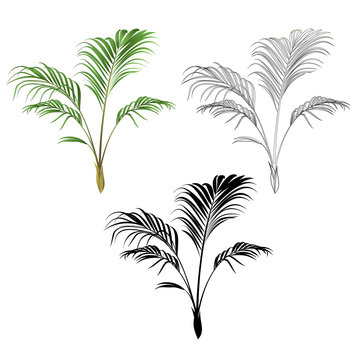 Palm decoration house plant  tropical plant natural and outline and silhouette vintage vector illustration editable hand drawn