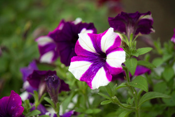 Petunia. Semi-shrubs with herbaceous perennial plants