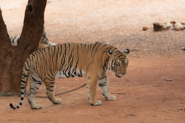 Fototapeta na wymiar Royal Tiger laying Chained on Stage for the Safety of Tourists in the open zoo.