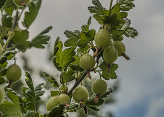 Gooseberry in spring color time