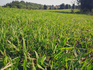 Outdoor park with many trees