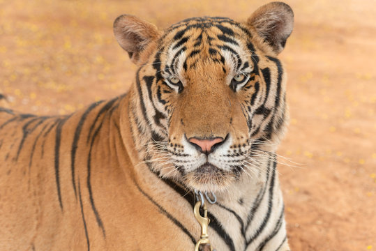 Royal Tiger laying Chained on Stage for the Safety of Tourists in the open zoo.