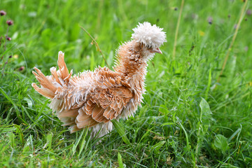 Ein gestrupptes Zwergpaduaner Huhn am 21. Mai 2018 auf einer Wiese.