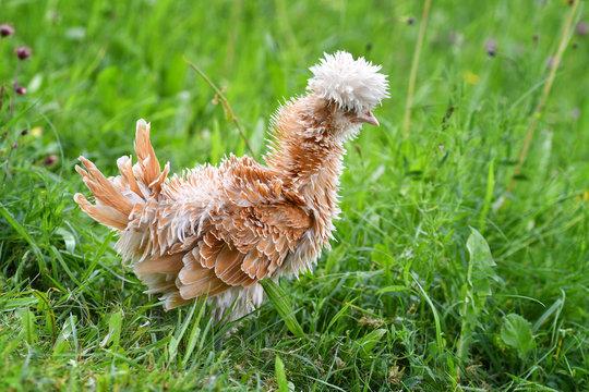 Ein gestrupptes Zwergpaduaner Huhn am 21. Mai 2018 auf einer Wiese.