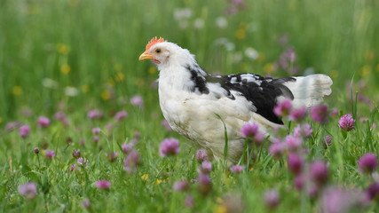 Ein Dänisches Leghorn Huhn am 21. Mai 2018 auf einer Wiese.