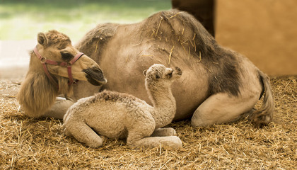 Young camel with mother in the stable (Camelidae)