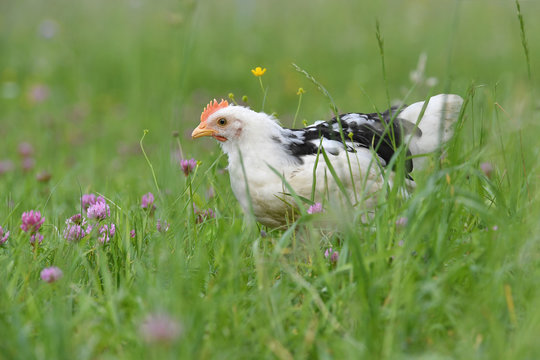 Ein Dänisches Leghorn Huhn am 21. Mai 2018 auf einer Wiese.