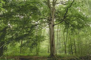 Beech tree in a green woodland