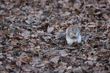 a squirrel eating a nut surrounded by leaves, Hampstead Heath Park, London, England